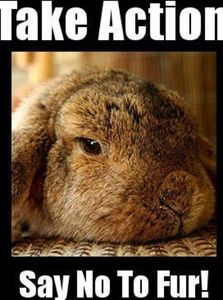 No Fur Ever In My Closet